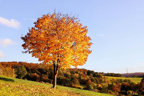 A solitary tree under a colorful sunrise, representing personal growth and the power of choice.