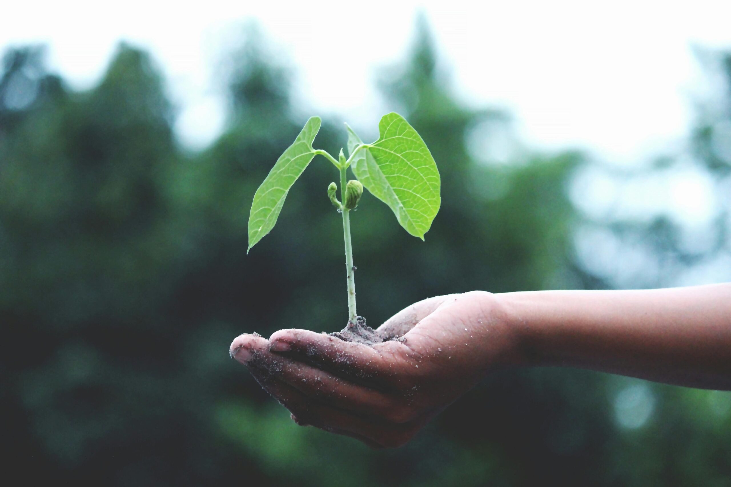 a hand holding a growing plant to signify developing persistence and discipline